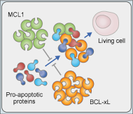 MCL1 and BCL-xL 