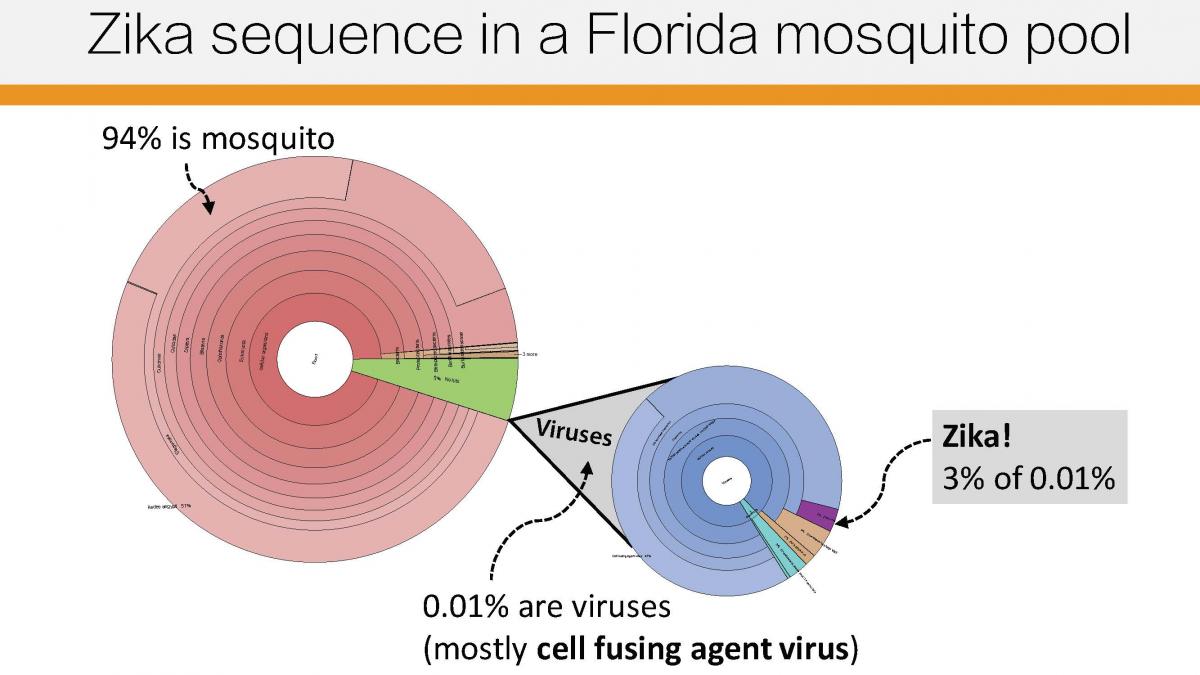 zika graphic